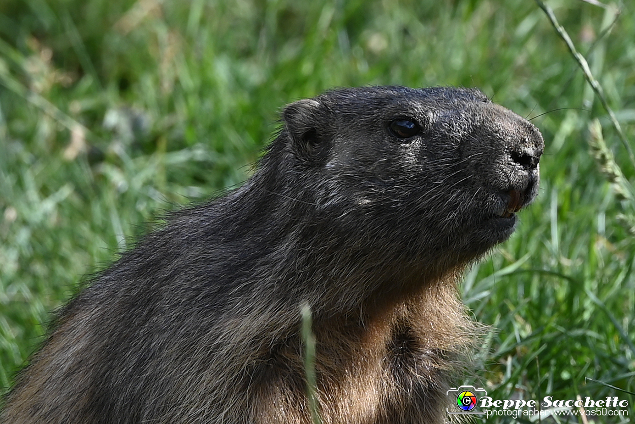 VBS_1 -  Plateau du Mont-Cenise, Grand Croix, Marmotte_-_0088 mt.jpg